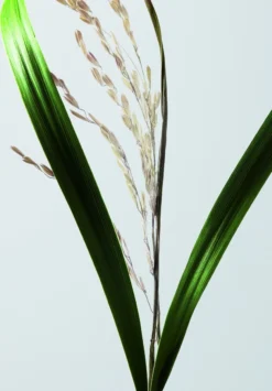 Shu Uemura Ultimate Reset Serum 30ml -Goldwell Verkoop 3474636610198 11 1